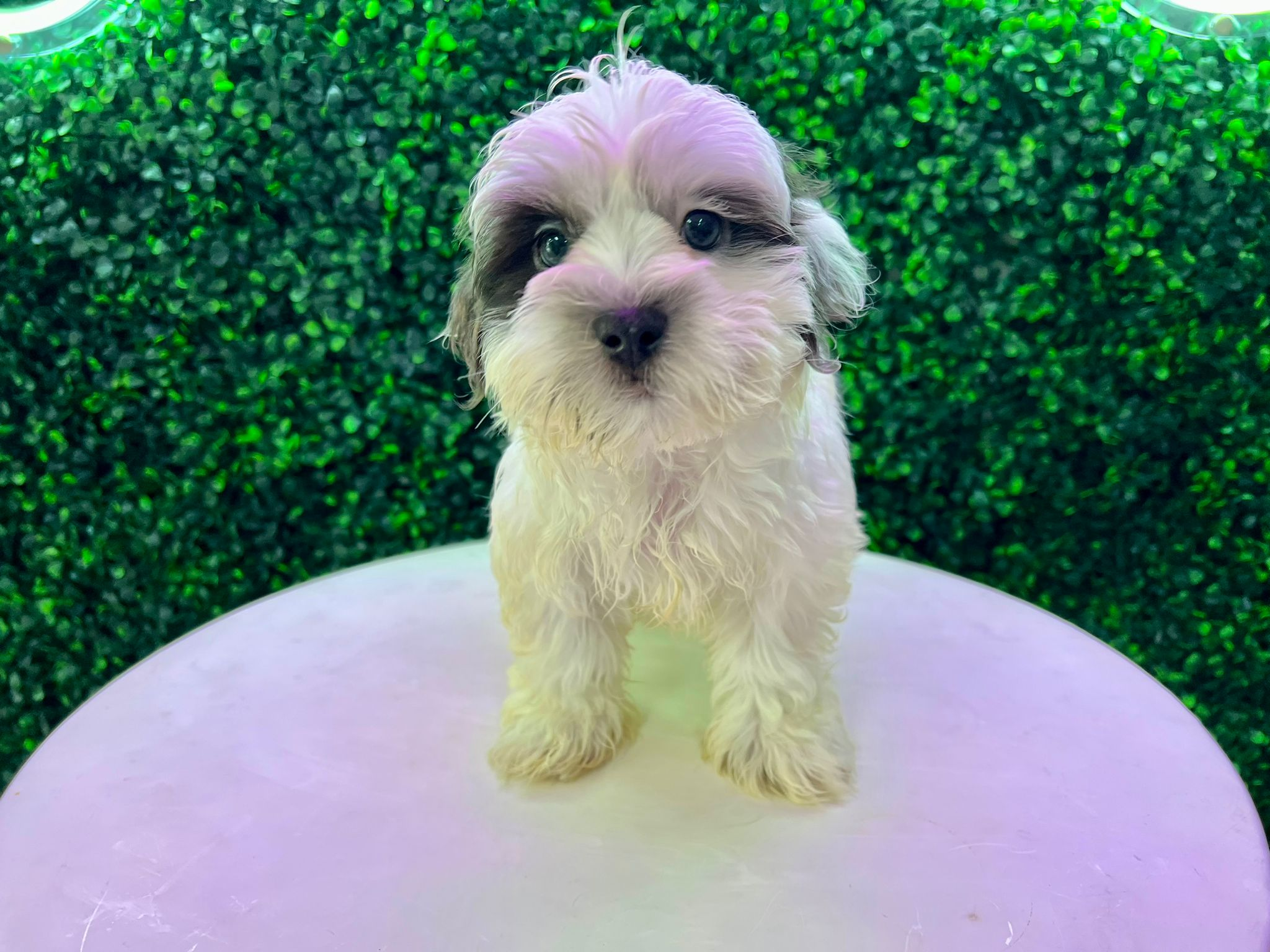 Cute Teddy Bear Baby