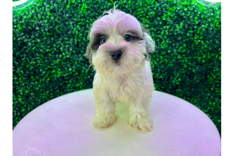 Meet Stew - our Teddy Bear Puppy Photo 1/4 - Puppy Love PR Cute Teddy Bear Baby