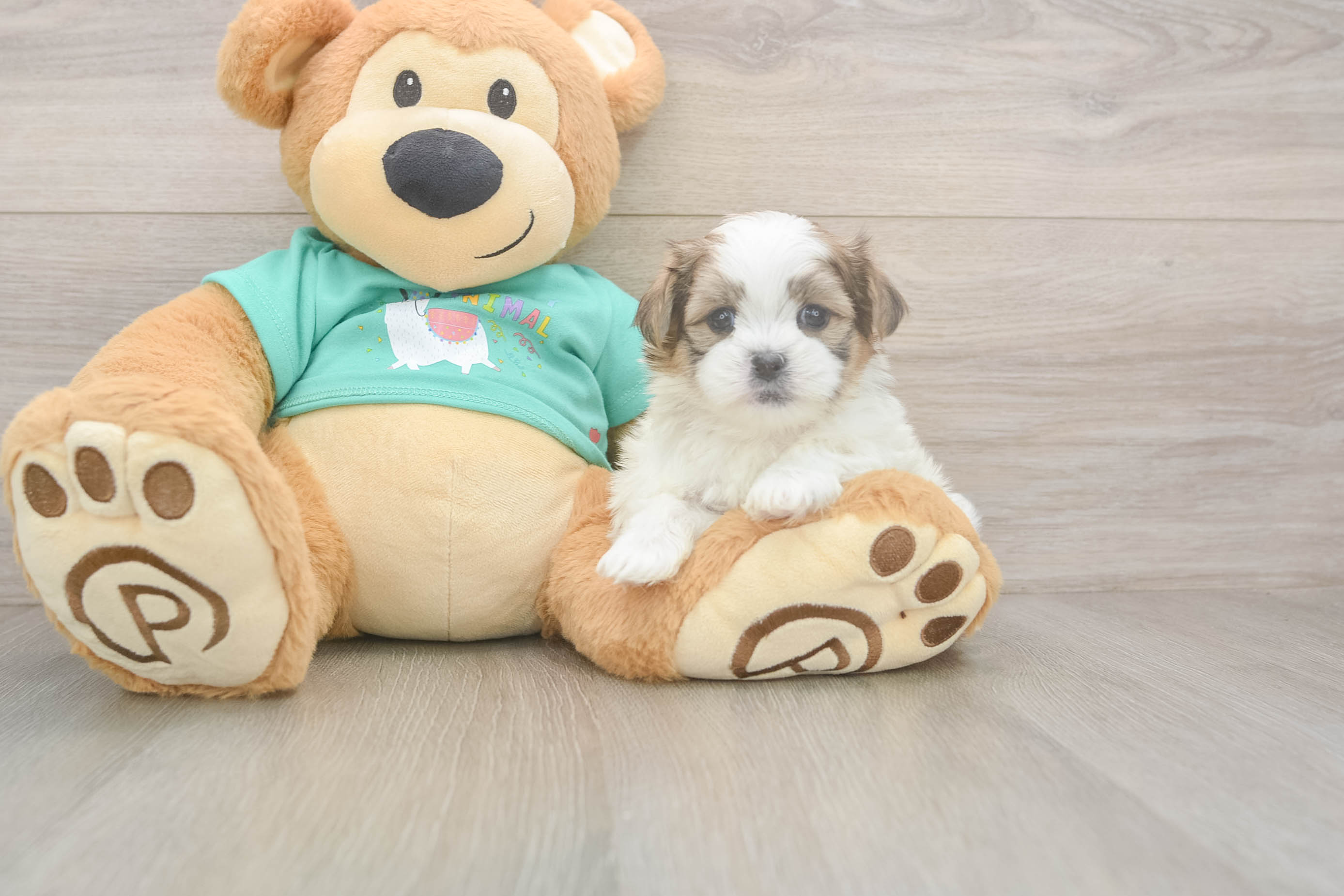 Teddy Bear Pup Being Cute