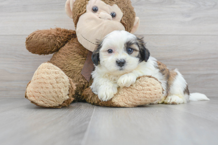 Meet Stew - our Teddy Bear Puppy Photo 1/3 - Puppy Love PR Small Teddy Bear Baby