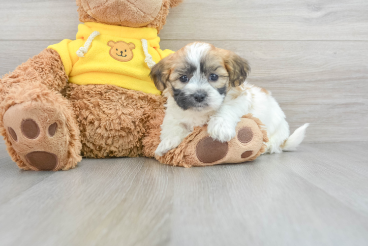 Meet Tabitha - our Teddy Bear Puppy Photo 1/3 - Puppy Love PR Smart Teddy Bear Designer Pup