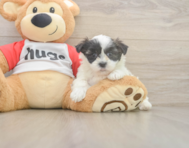 8 week old Teddy Bear Puppy For Sale - Puppy Love PR