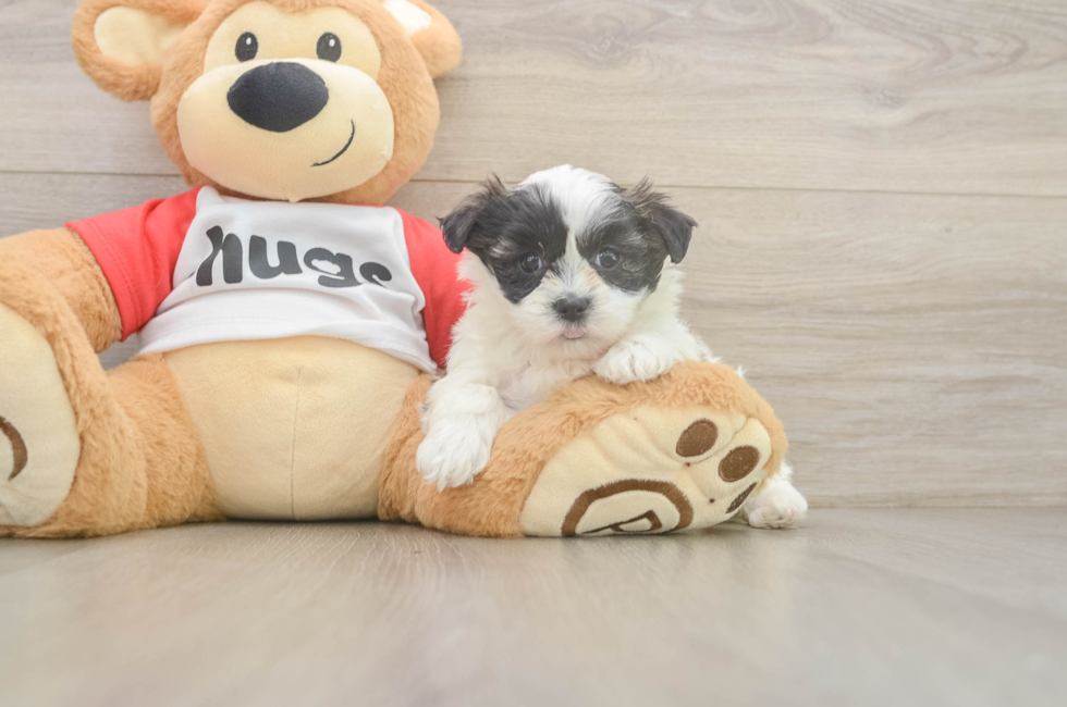 6 week old Teddy Bear Puppy For Sale - Puppy Love PR