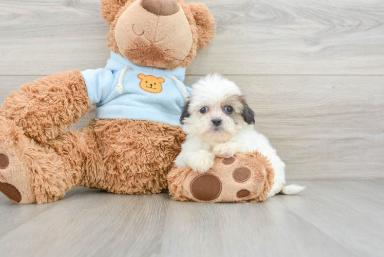 Best Teddy Bear Baby