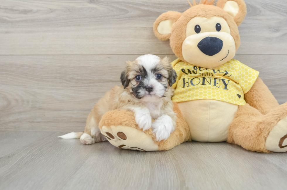 7 week old Teddy Bear Puppy For Sale - Puppy Love PR