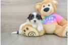 Smart Teddy Bear Designer Pup