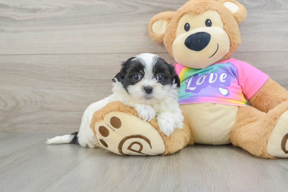 Smart Teddy Bear Designer Pup