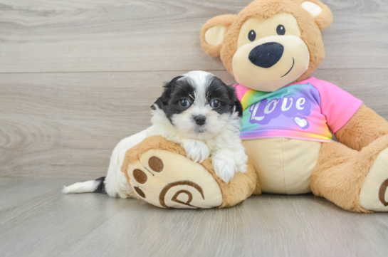 Smart Teddy Bear Designer Pup