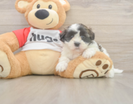 9 week old Teddy Bear Puppy For Sale - Puppy Love PR