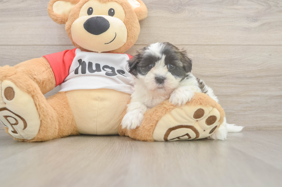 6 week old Teddy Bear Puppy For Sale - Puppy Love PR