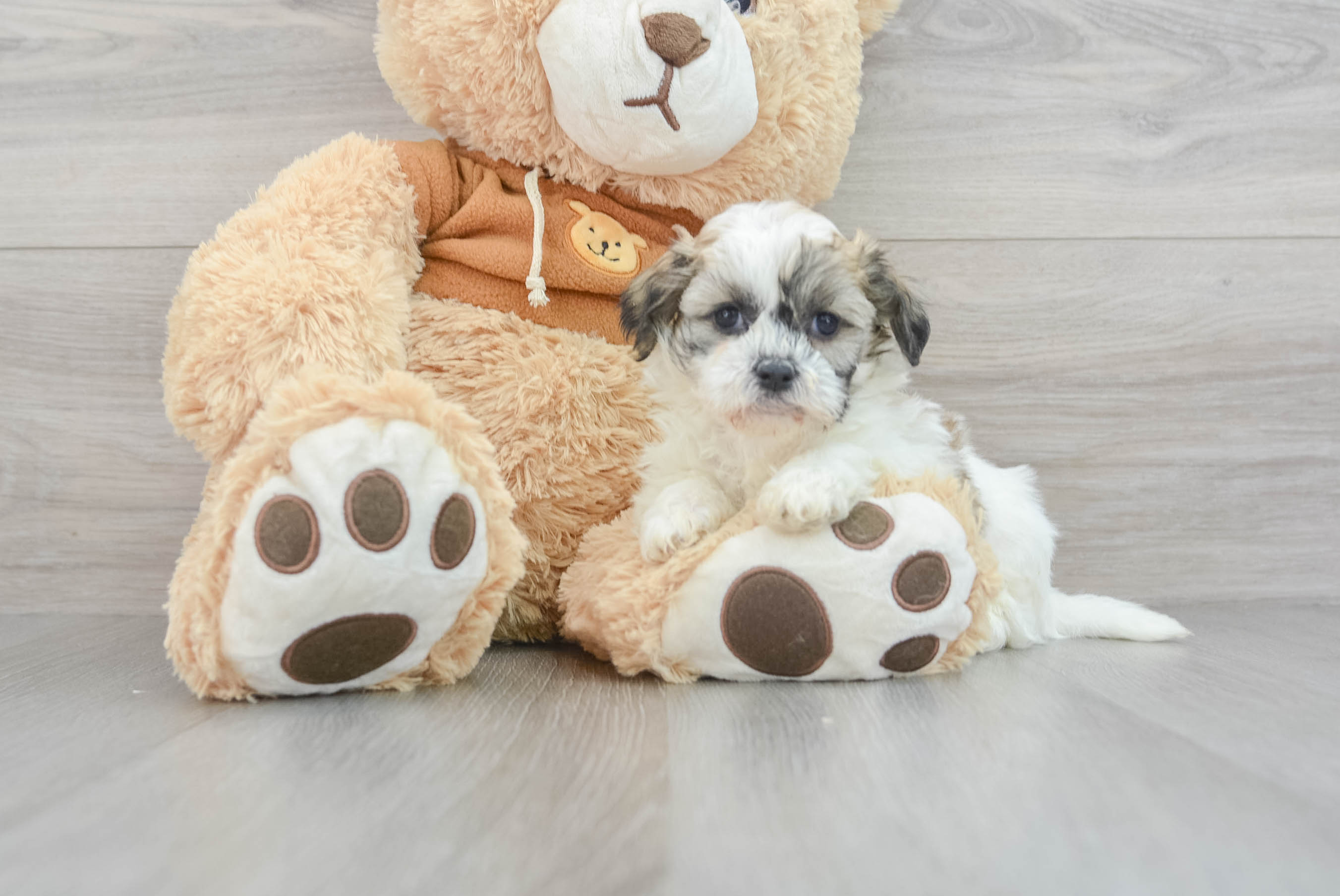 Toy teddy bear puppies best sale for sale