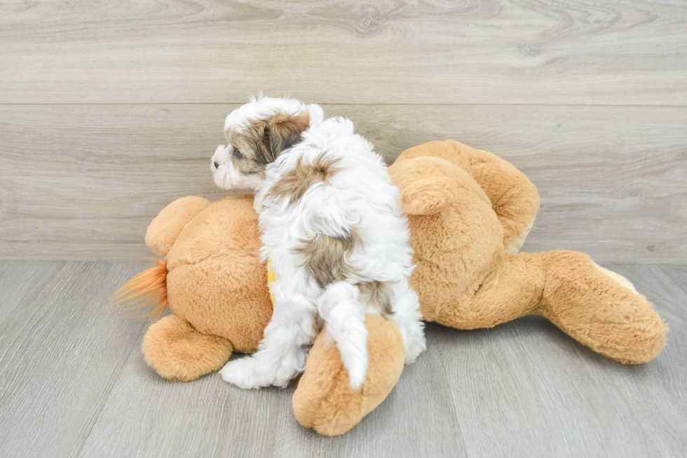 Teddy Bear Pup Being Cute