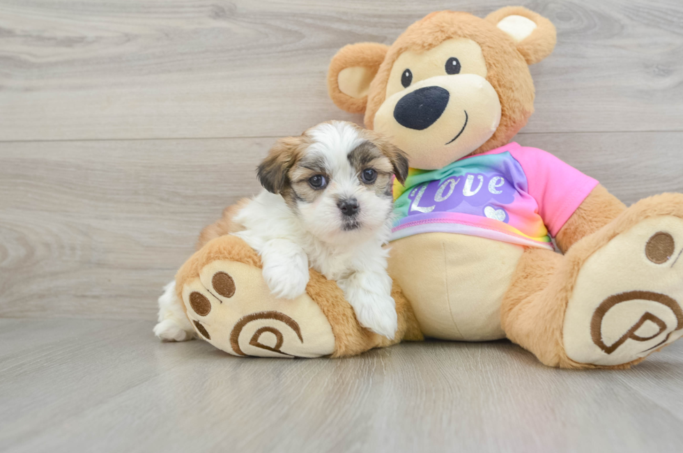 6 week old Teddy Bear Puppy For Sale - Puppy Love PR