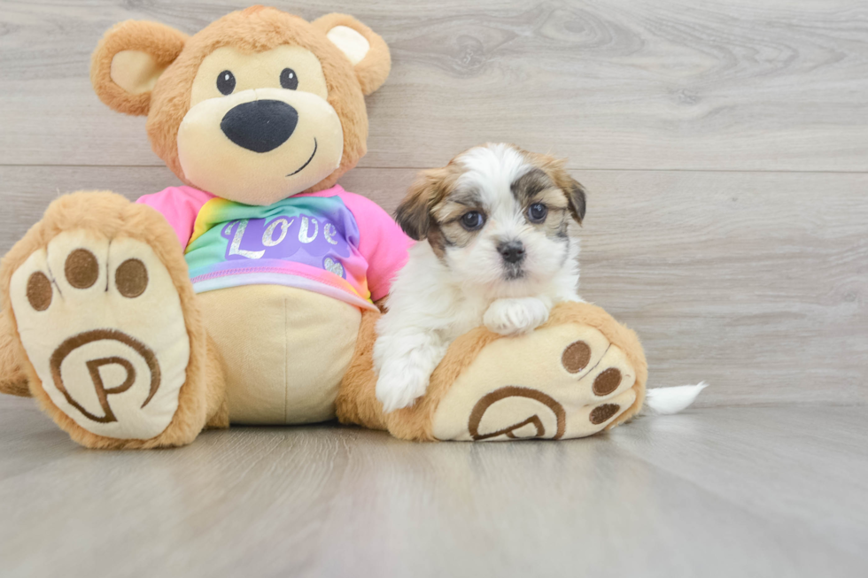 Petite Teddy Bear Designer Pup