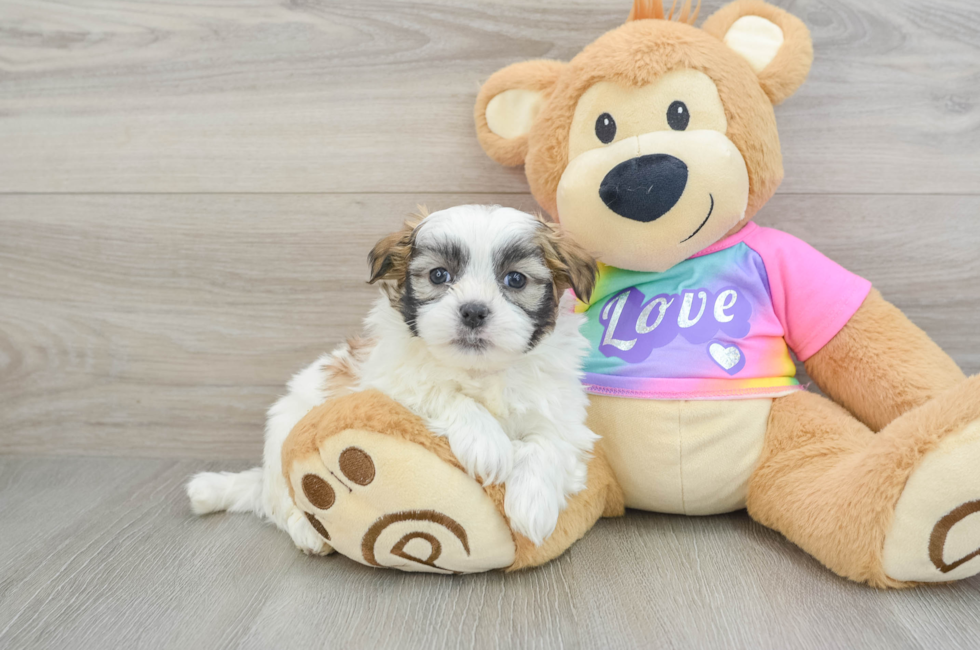 6 week old Teddy Bear Puppy For Sale - Puppy Love PR