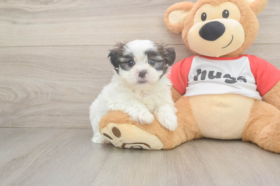 6 week old Teddy Bear Puppy For Sale - Puppy Love PR