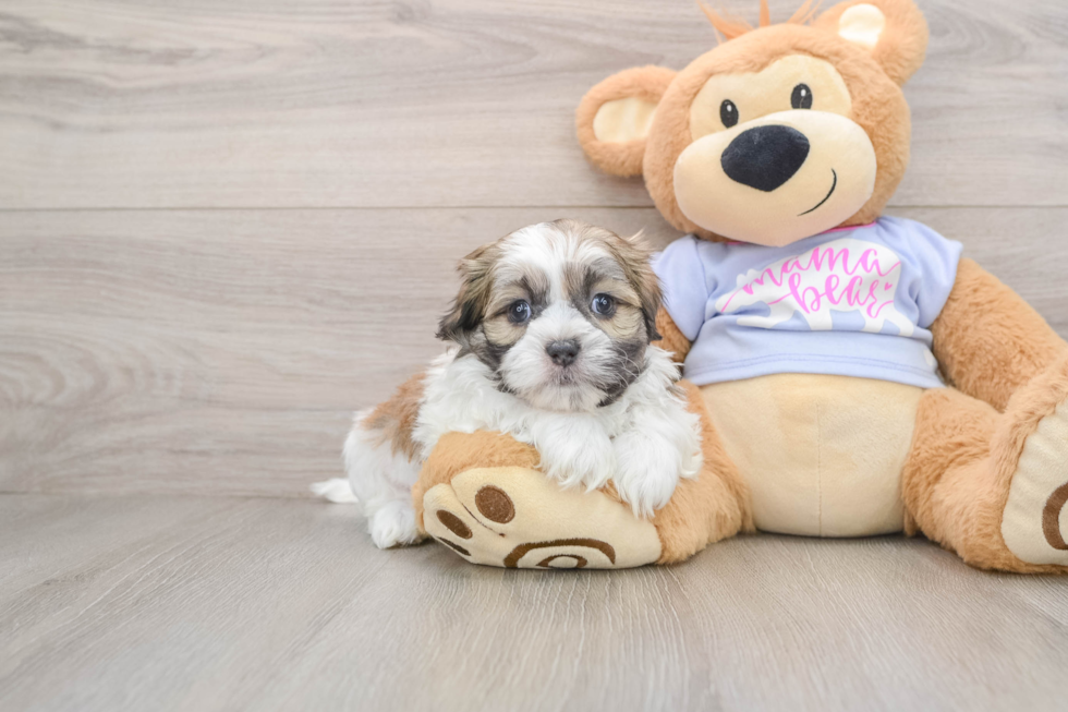 Smart Teddy Bear Designer Pup