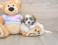6 week old Teddy Bear Puppy For Sale - Puppy Love PR