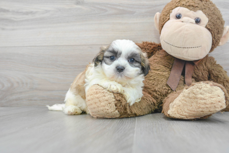 Meet Tedric - our Teddy Bear Puppy Photo 1/3 - Puppy Love PR Teddy Bear Pup Being Cute