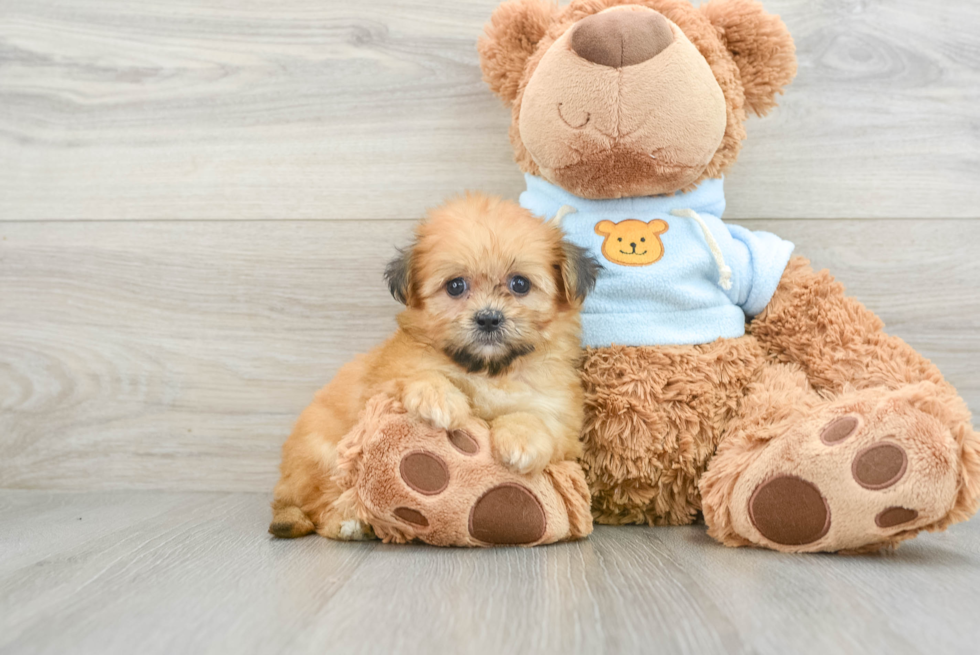 Petite Teddy Bear Designer Pup