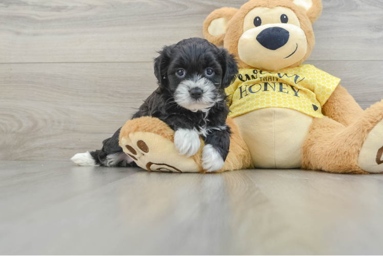 Meet Teresa - our Teddy Bear Puppy Photo 1/3 - Puppy Love PR Teddy Bear Puppy for Adoption