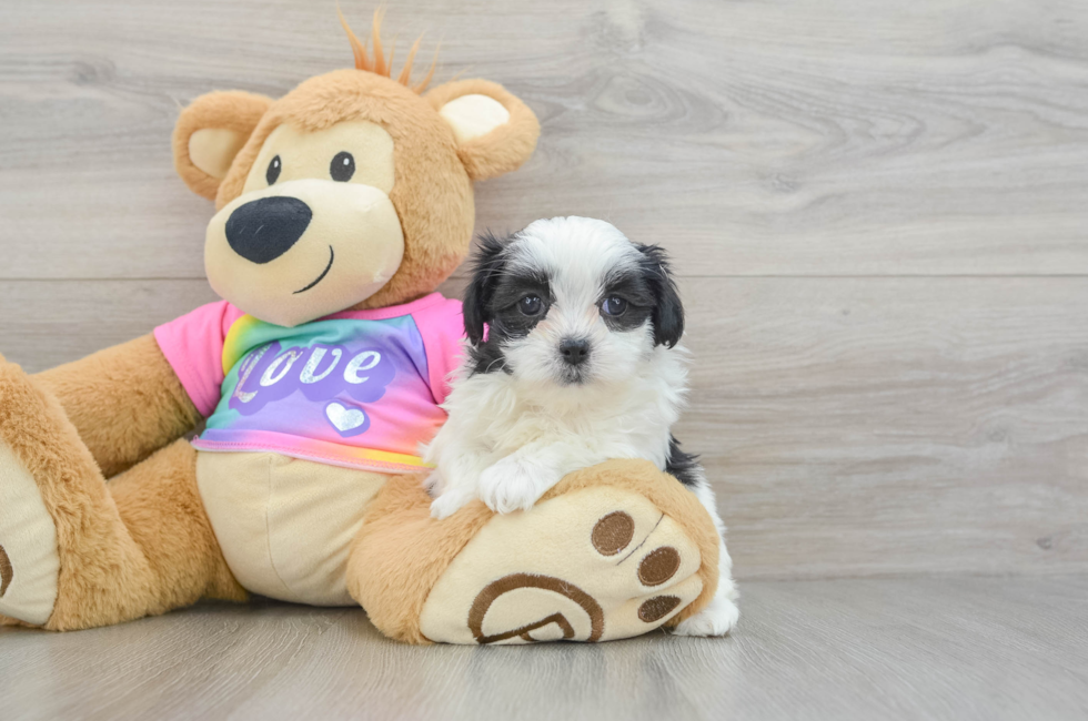 6 week old Teddy Bear Puppy For Sale - Puppy Love PR