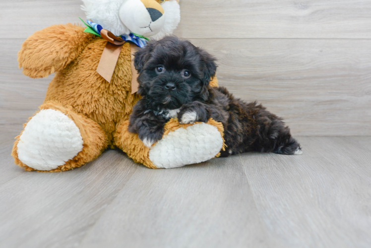Meet Teresa - our Teddy Bear Puppy Photo 1/3 - Puppy Love PR Best Teddy Bear Baby