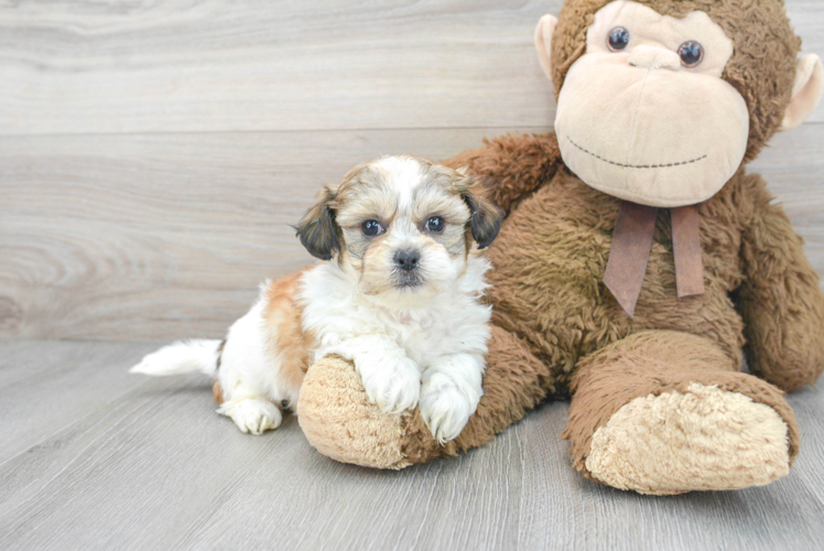 Meet Teresa - our Teddy Bear Puppy Photo 1/3 - Puppy Love PR Playful Shit Designer Puppy