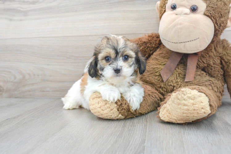 Meet Teri - our Teddy Bear Puppy Photo 1/3 - Puppy Love PR Teddy Bear Pup Being Cute