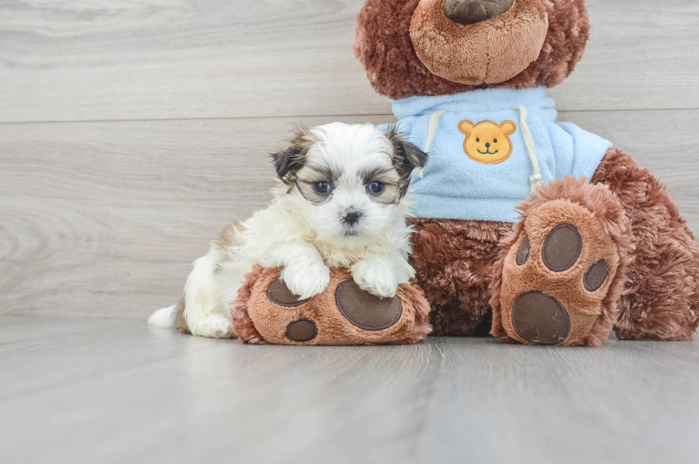 6 week old Teddy Bear Puppy For Sale - Puppy Love PR