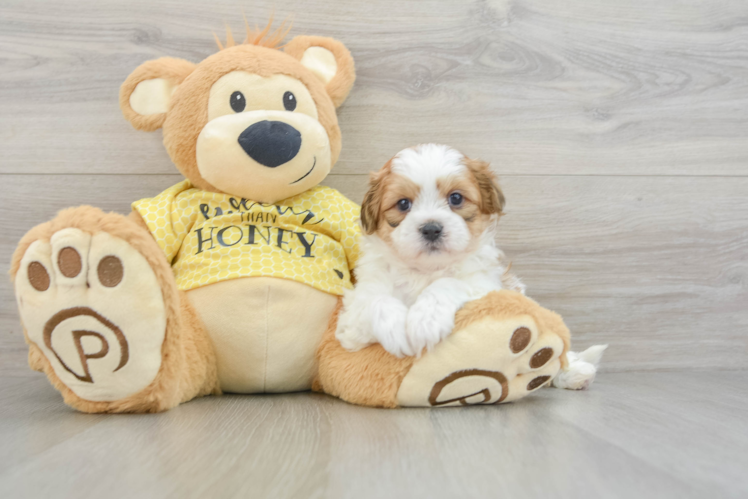 Meet Theo - our Teddy Bear Puppy Photo 1/3 - Puppy Love PR Teddy Bear Pup Being Cute