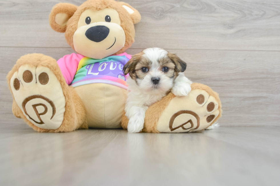 6 week old Teddy Bear Puppy For Sale - Puppy Love PR