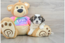 Cute Teddy Bear Baby