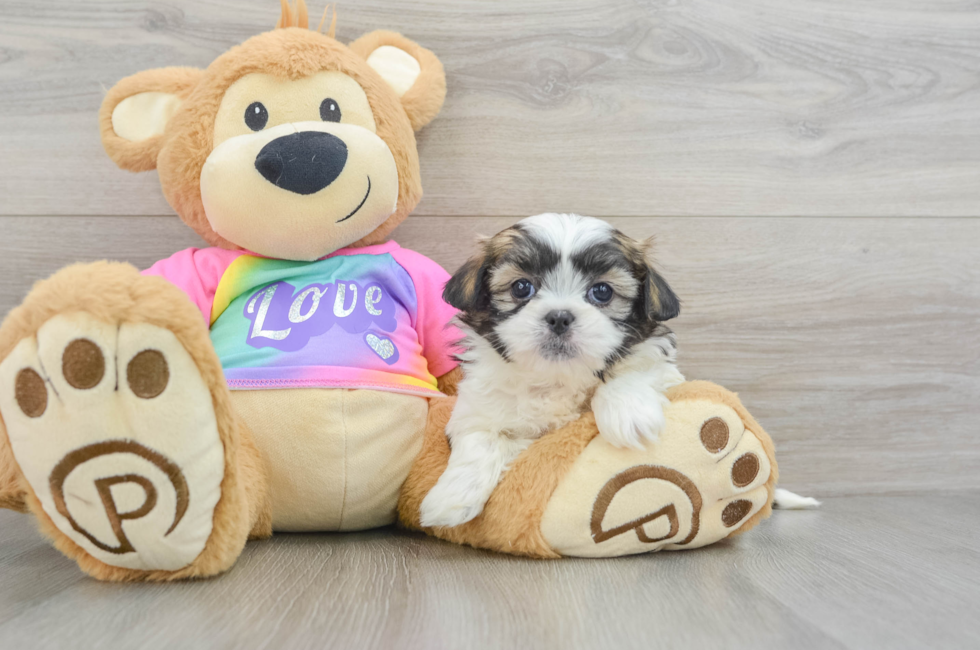 6 week old Teddy Bear Puppy For Sale - Puppy Love PR