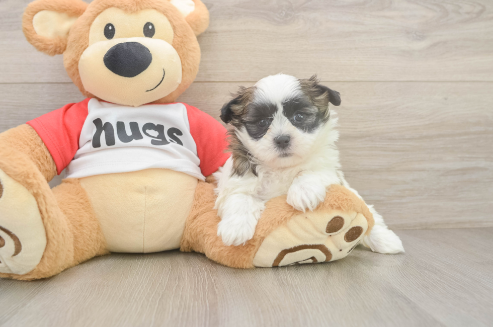 6 week old Teddy Bear Puppy For Sale - Puppy Love PR