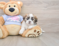 6 week old Teddy Bear Puppy For Sale - Puppy Love PR