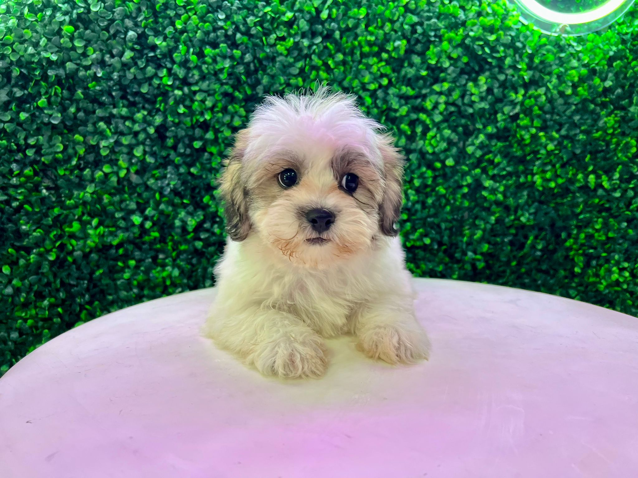 Best Teddy Bear Baby