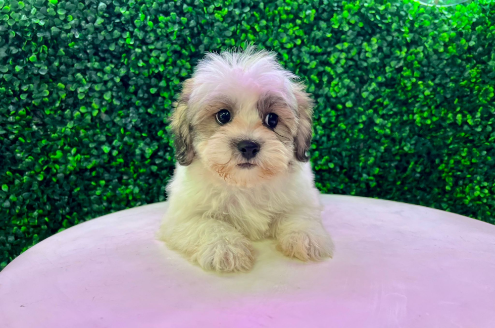 13 week old Teddy Bear Puppy For Sale - Puppy Love PR