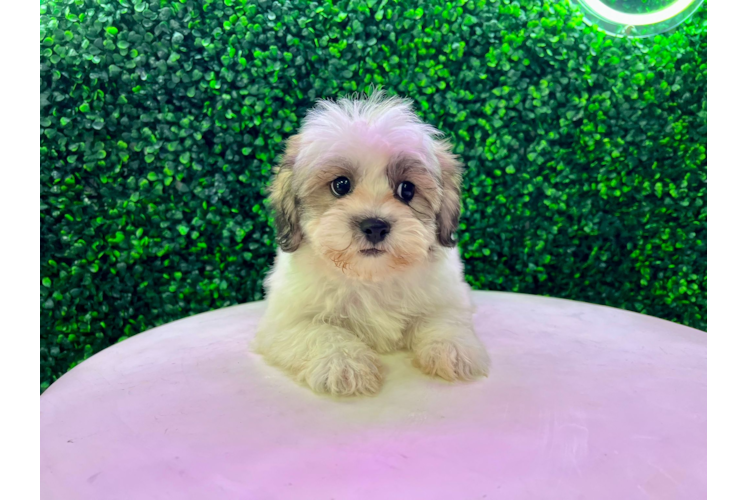 Meet Tiffany - our Teddy Bear Puppy Photo 1/4 - Puppy Love PR Best Teddy Bear Baby