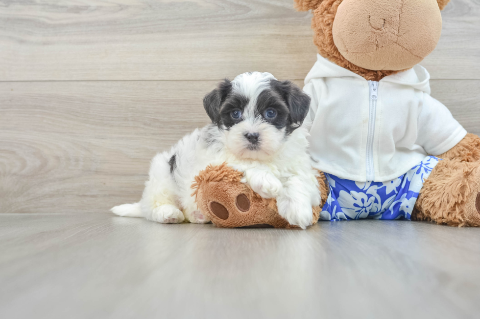 Little Shit Designer Puppy