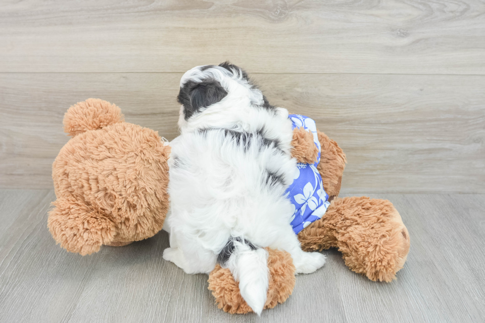 Funny Teddy Bear Designer Pup