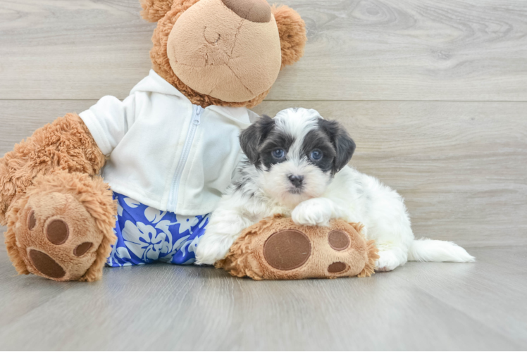 Funny Teddy Bear Designer Pup