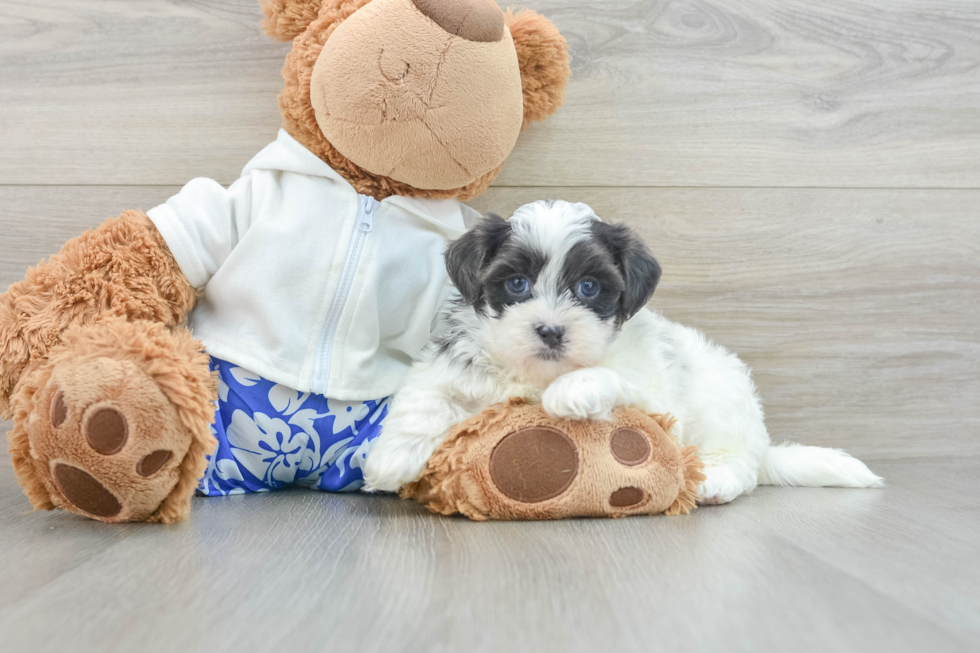 Funny Teddy Bear Designer Pup