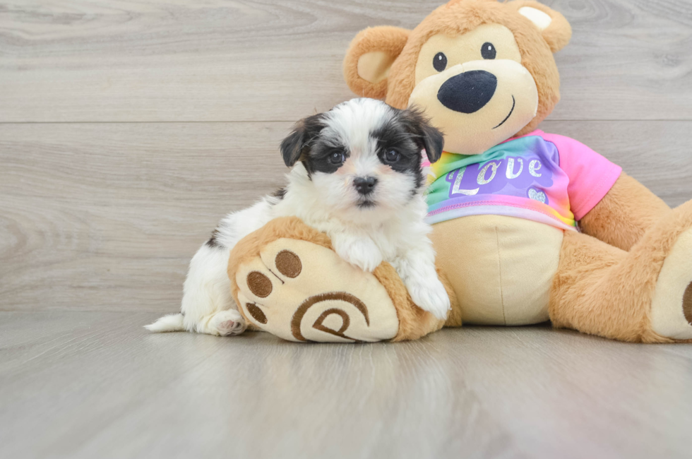 6 week old Teddy Bear Puppy For Sale - Puppy Love PR