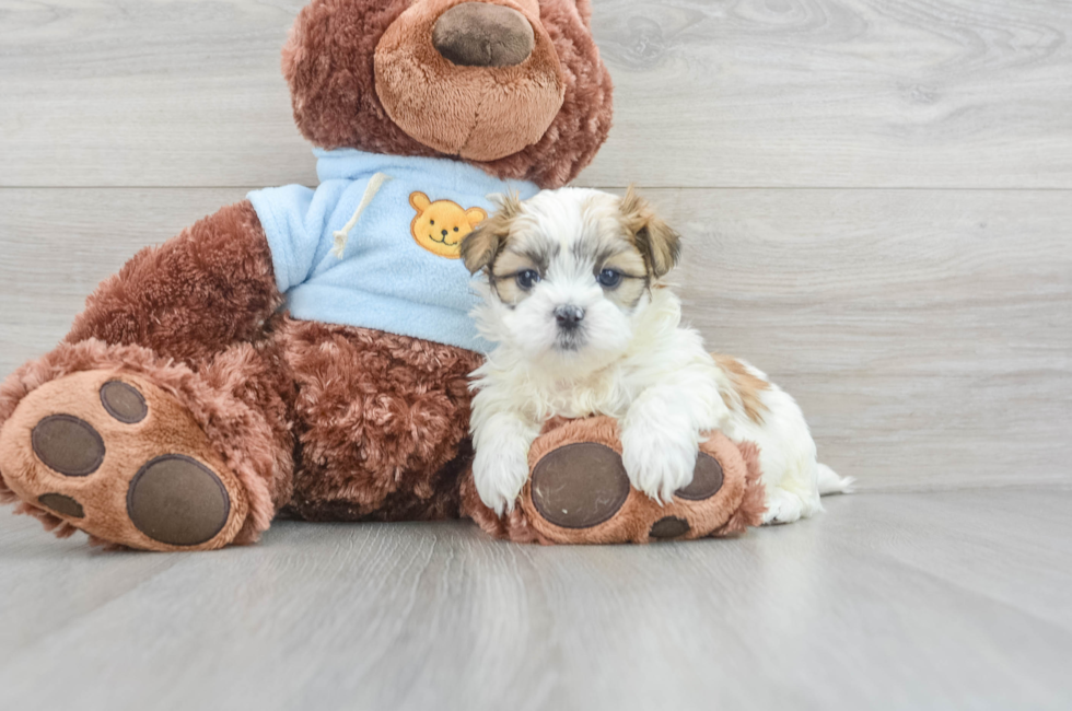 6 week old Teddy Bear Puppy For Sale - Puppy Love PR