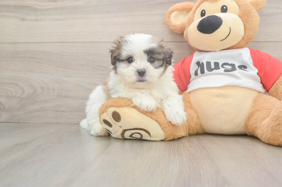 6 week old Teddy Bear Puppy For Sale - Puppy Love PR