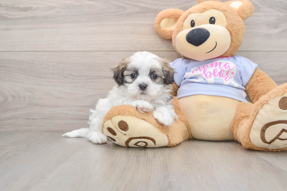 Happy Teddy Bear Baby