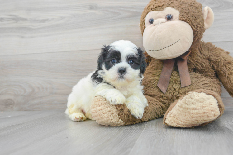 Teddy Bear Pup Being Cute