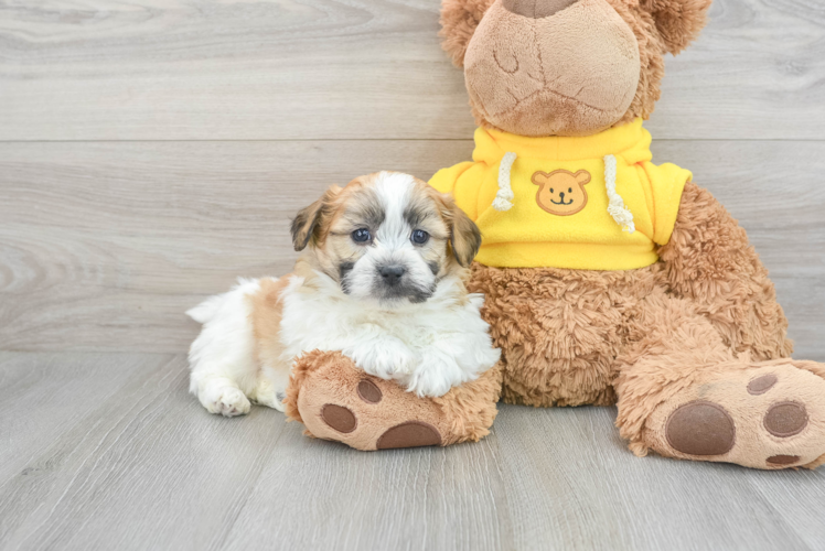 Meet Tom - our Teddy Bear Puppy Photo 1/3 - Puppy Love PR Adorable Shit Designer Puppy