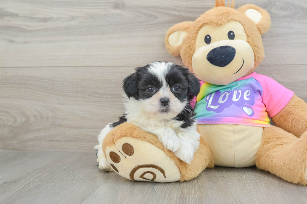 6 week old Teddy Bear Puppy For Sale - Puppy Love PR